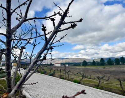 Pet-Friendly vacation home for rent in Beira Baixa, Portugal – 5 km from Castelo Novo River Beach